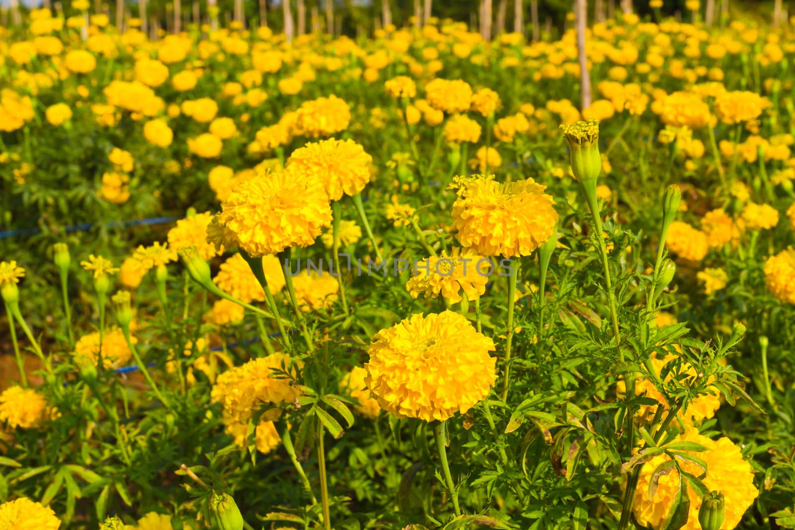 marigold field