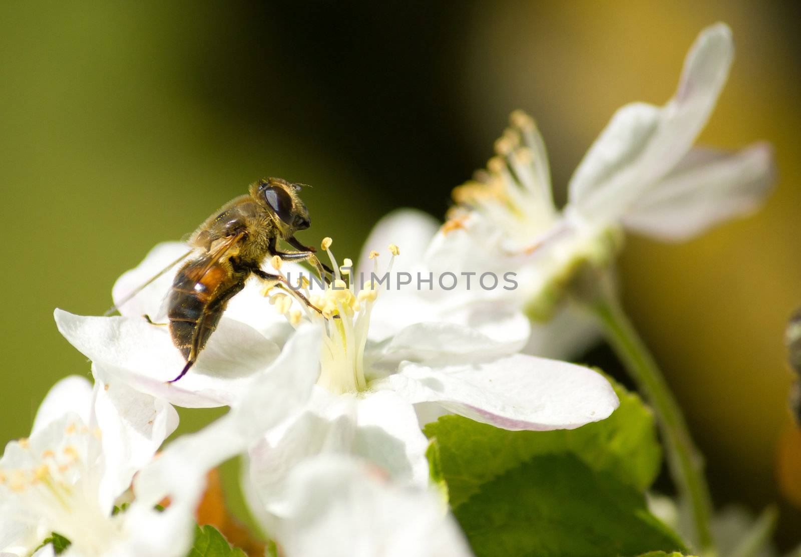 Bee working on the flower in springtime