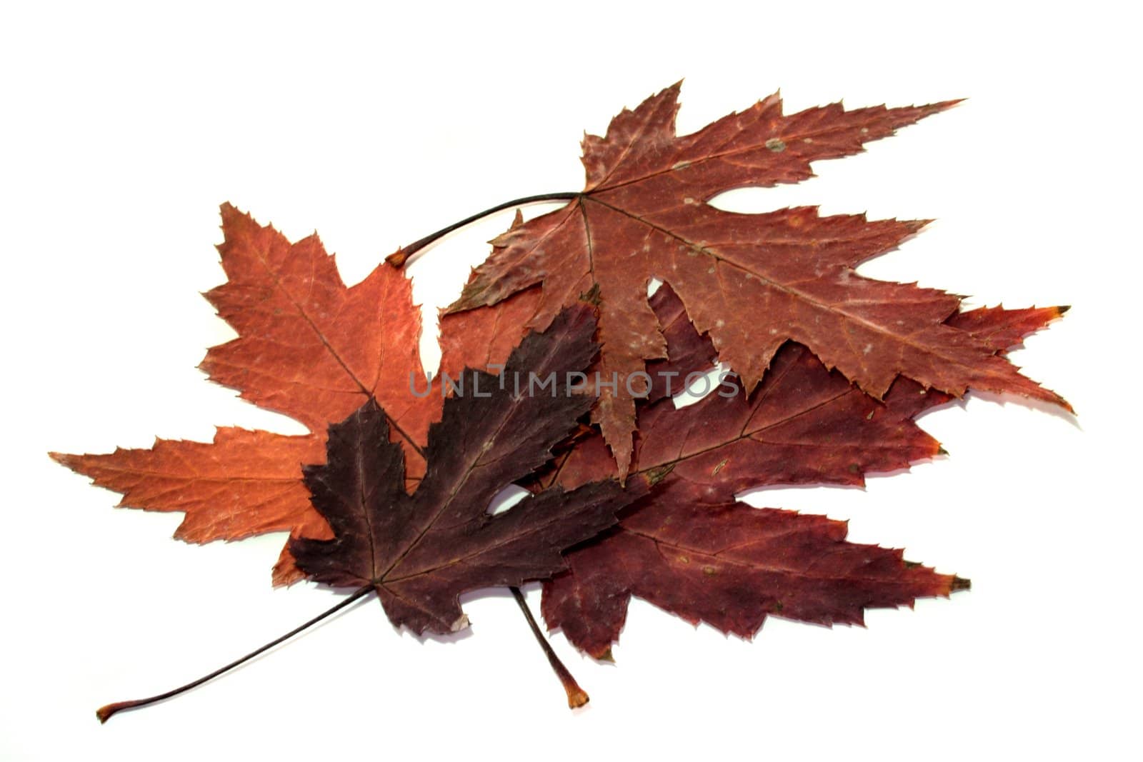 red-brown autumn leaves on a white background