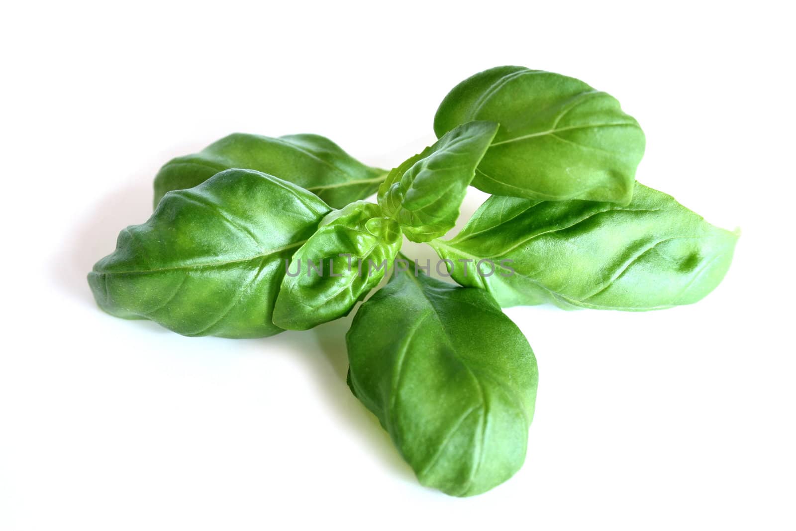 basil on a white background