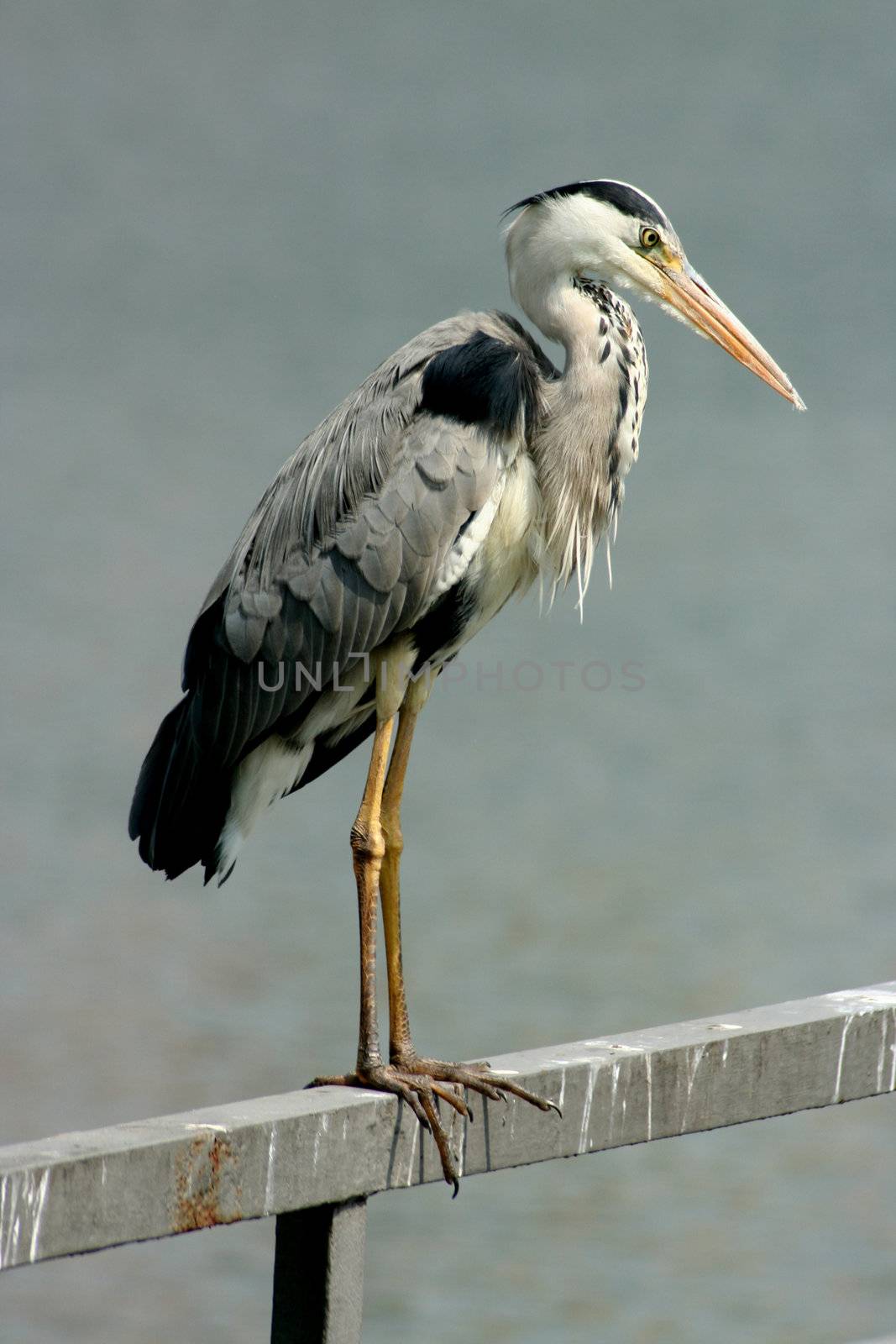 Gray heron standing on a railing and basks