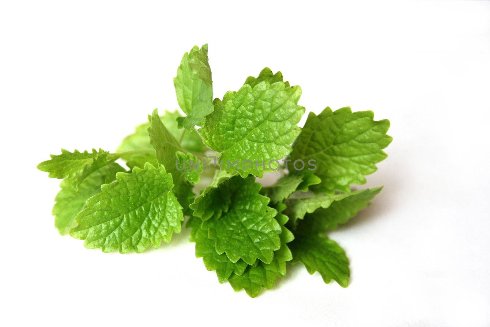 a bouquet of lemon balm