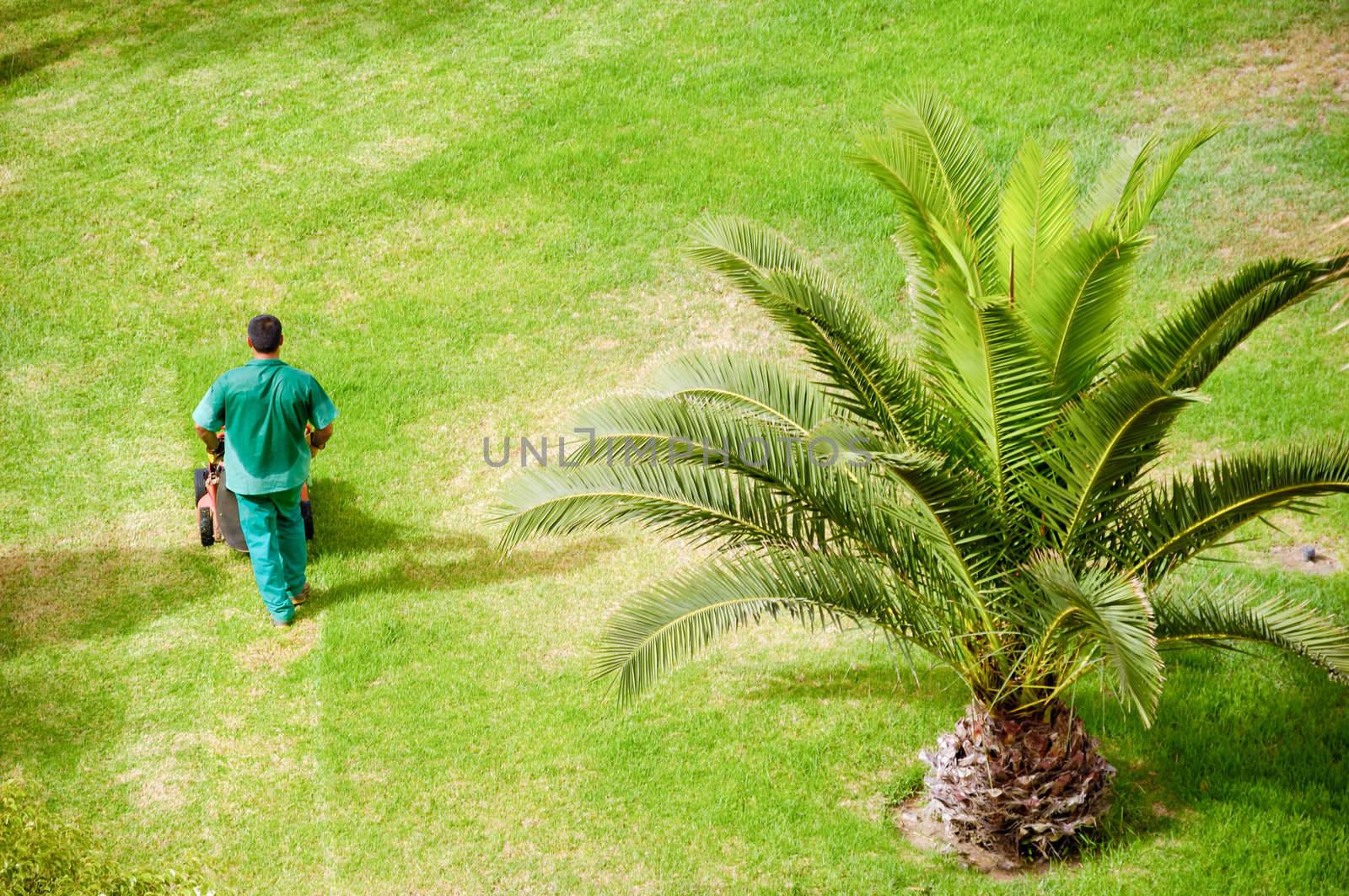 Man working in an exotic garden.