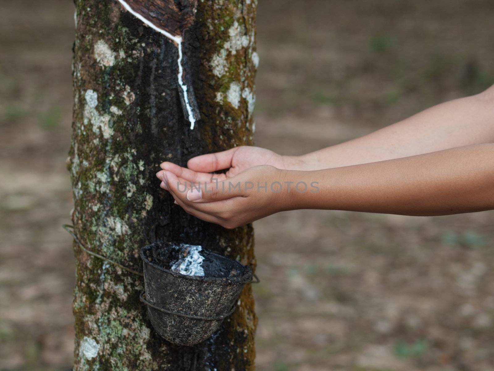 Asian woman collecting latex in a rubber estate in Malaysia