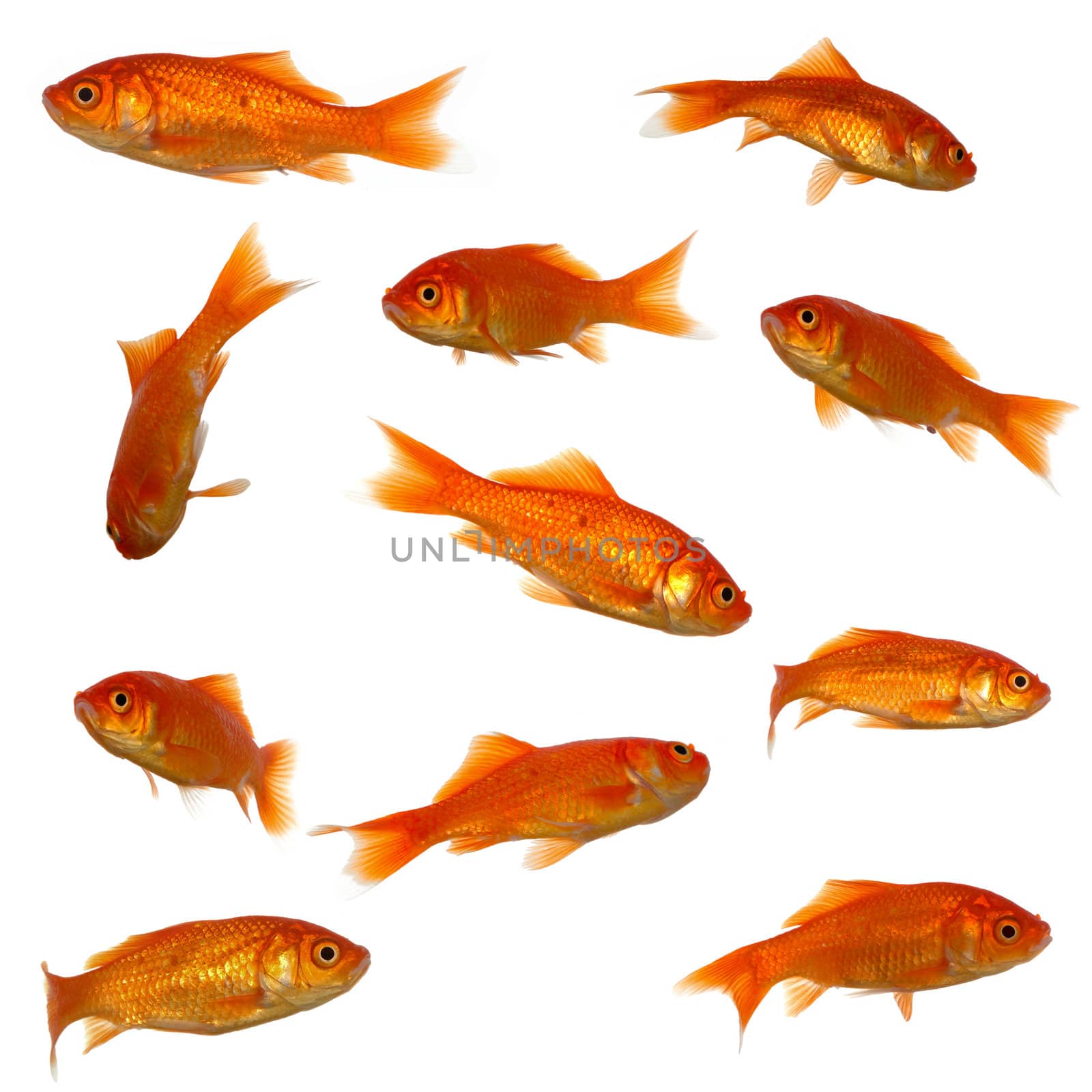 Collection of goldfish. High resolution 4000 x 4000 pixels. On clean white background.