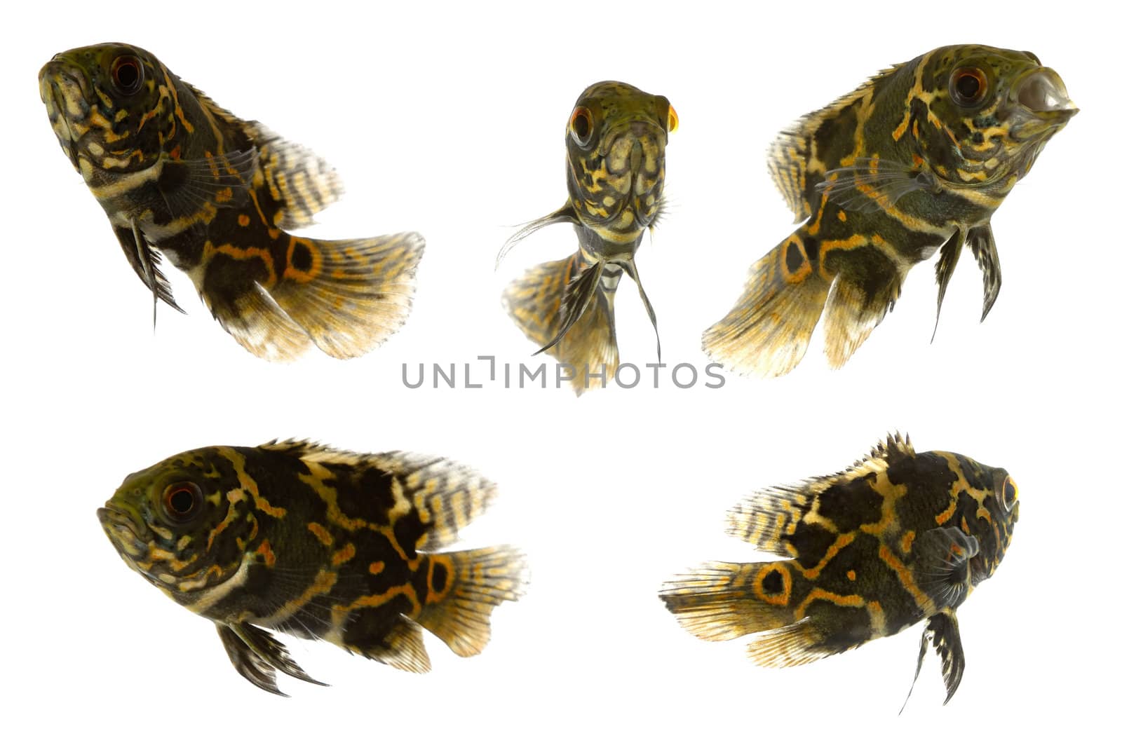 Five tiger oscar fish. Taken on a clean white background.
