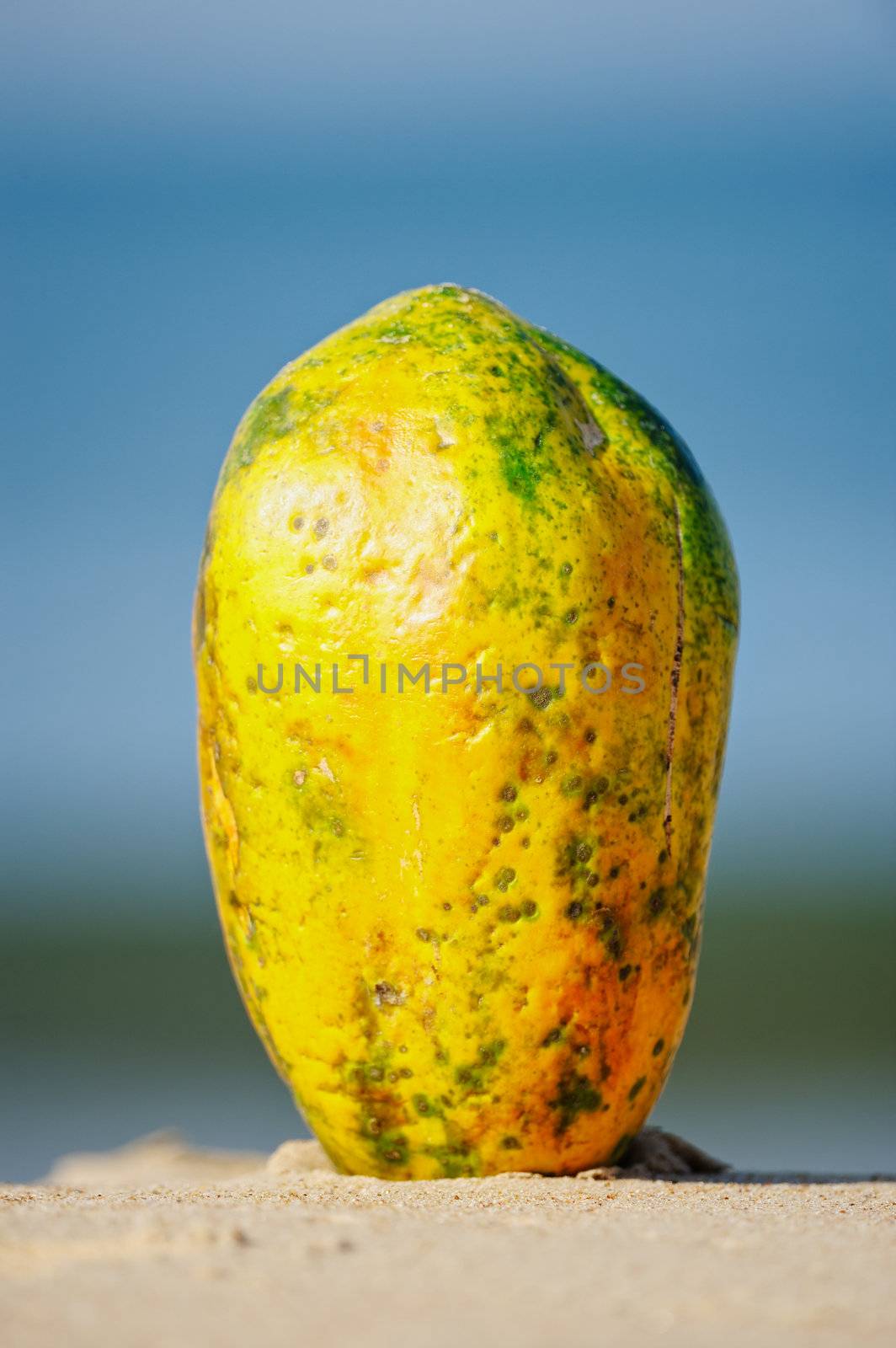 Tropical papaya on the sandy shore near sea