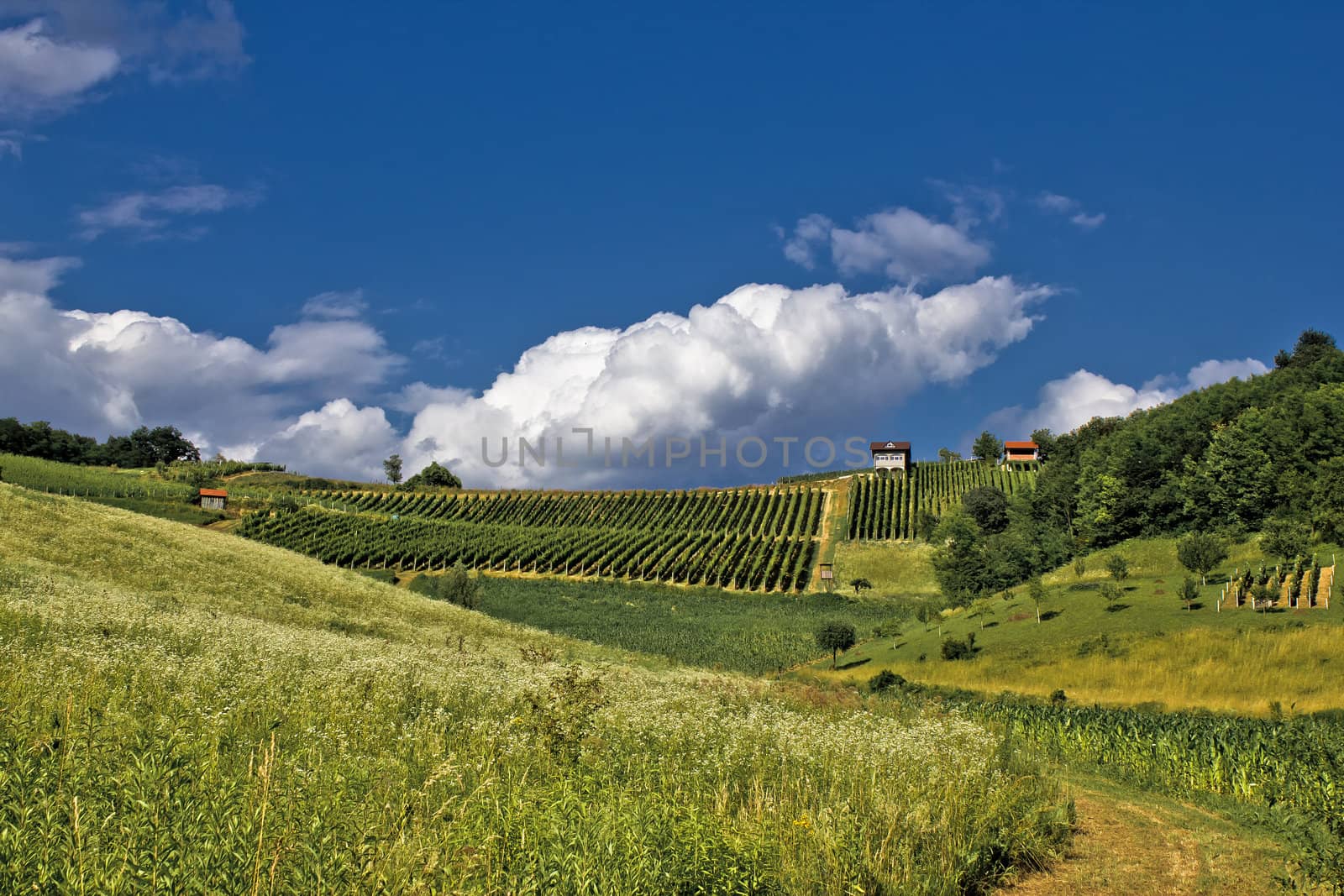 Springtime green idyllic hill with vineyard by xbrchx