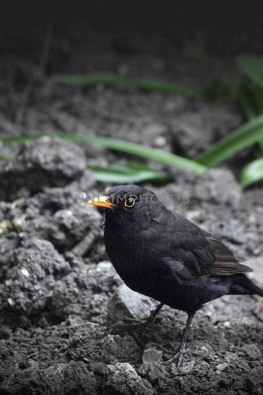 A side on view of an adult male blackbird, Turdus Merula. One of the commonest UK birds.