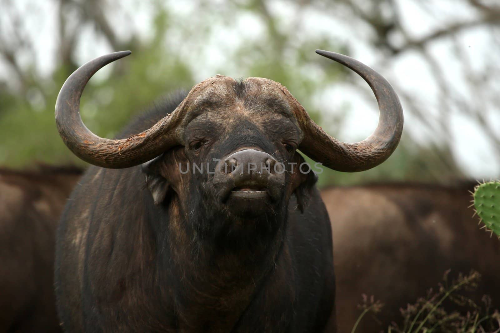 African buffalo scenting the air for danger