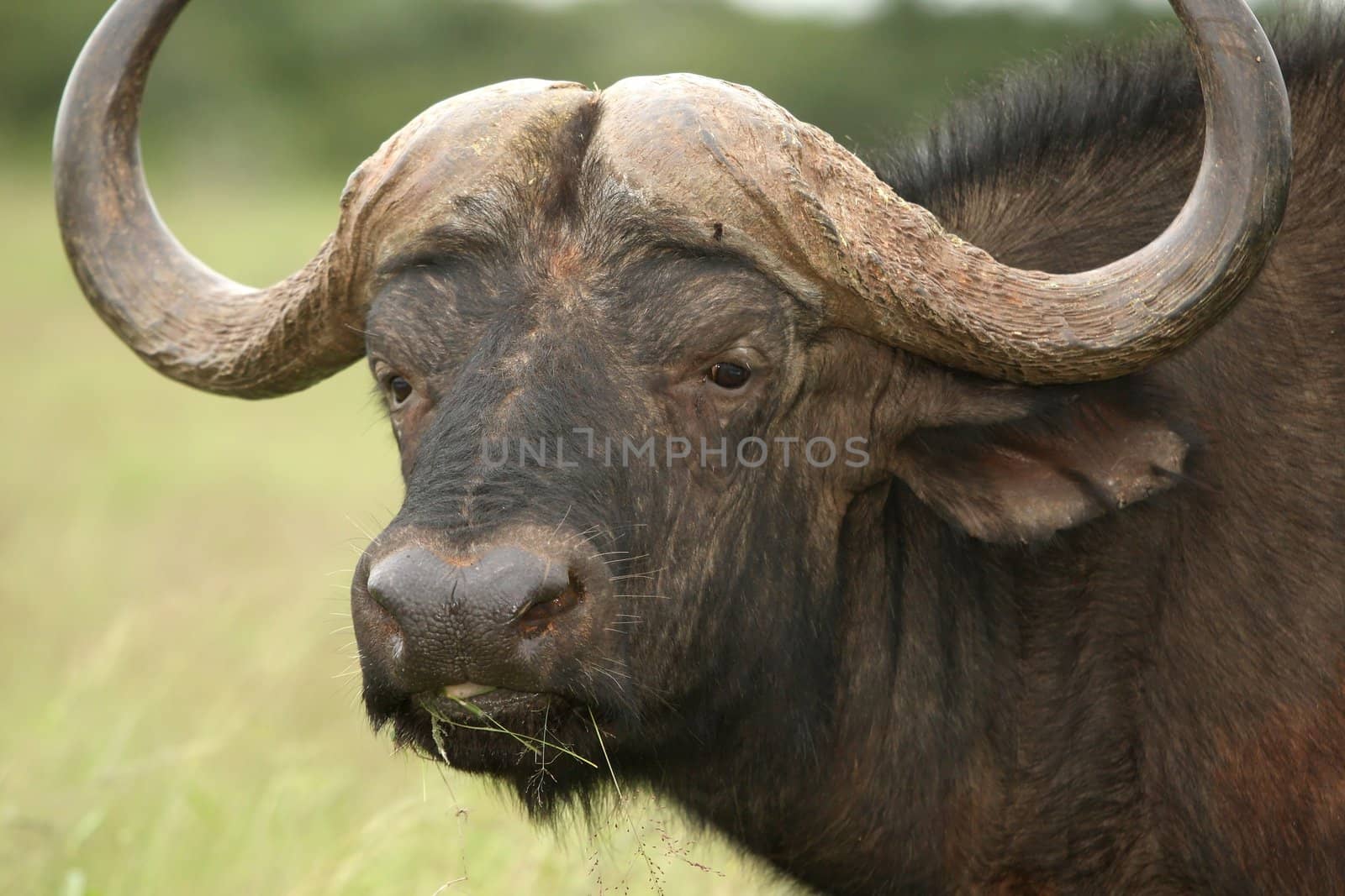 African buffalo with large horns and grass in it's mouth