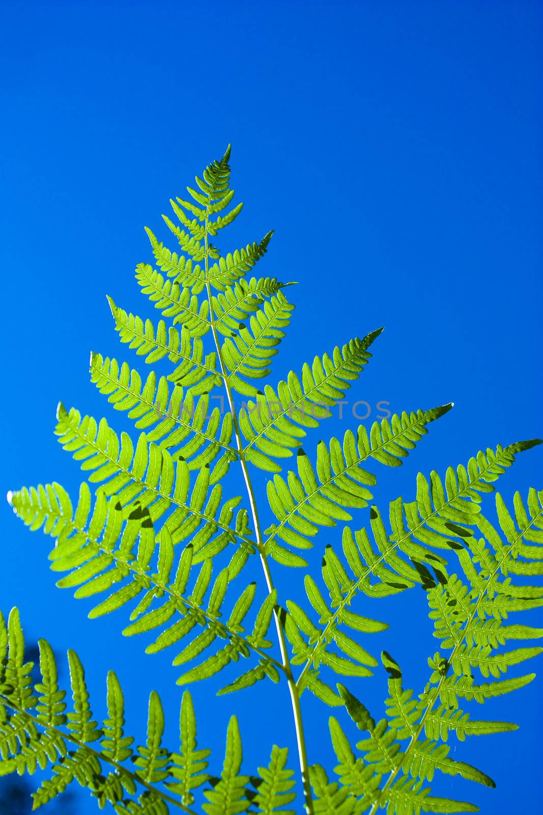 With fern sunny summer day in the woods