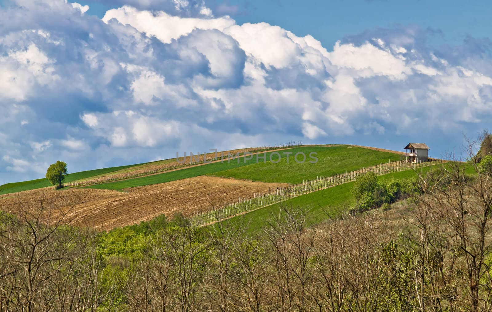 Perfect green hill with vineyard and lodge, Prigorje, Croatia