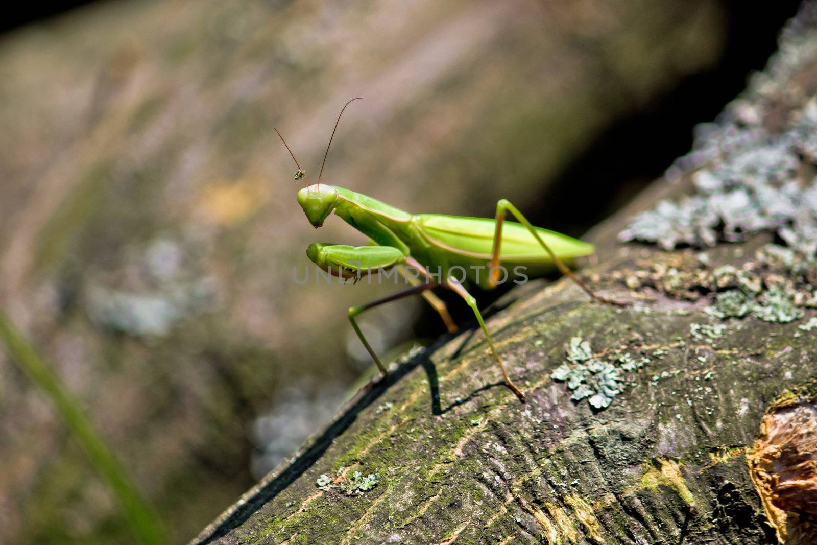 Praying Mantis in natural environment by xbrchx