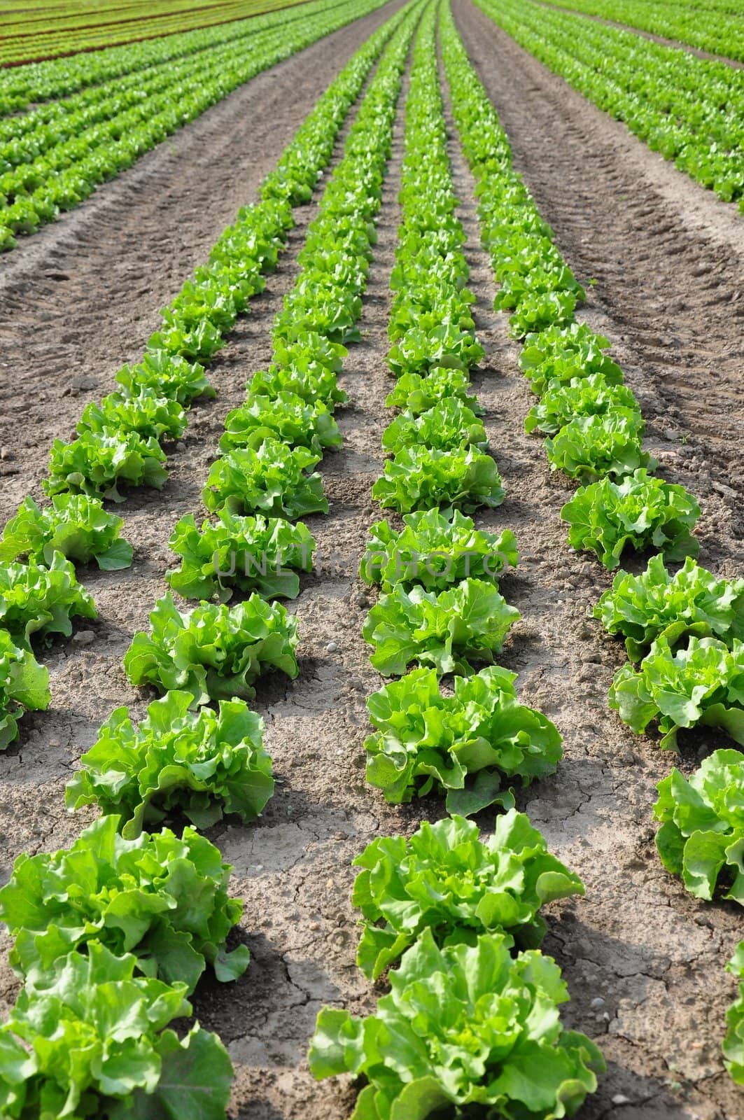 Lettuce field by rbiedermann