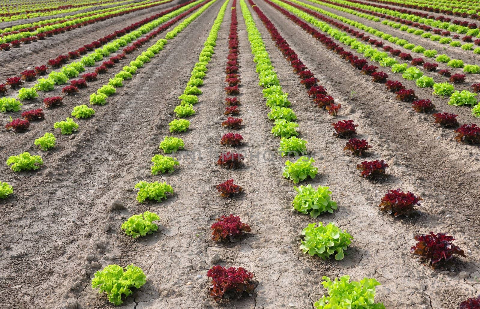 Lettuce field