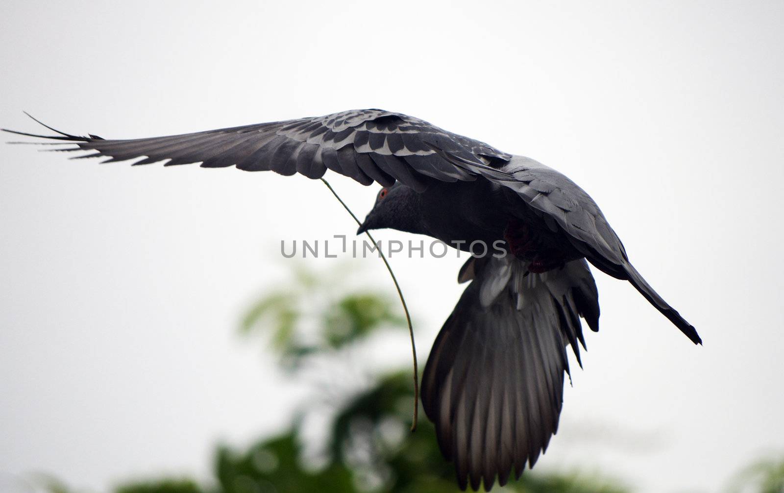 flying bird by BeeManGuitarRa