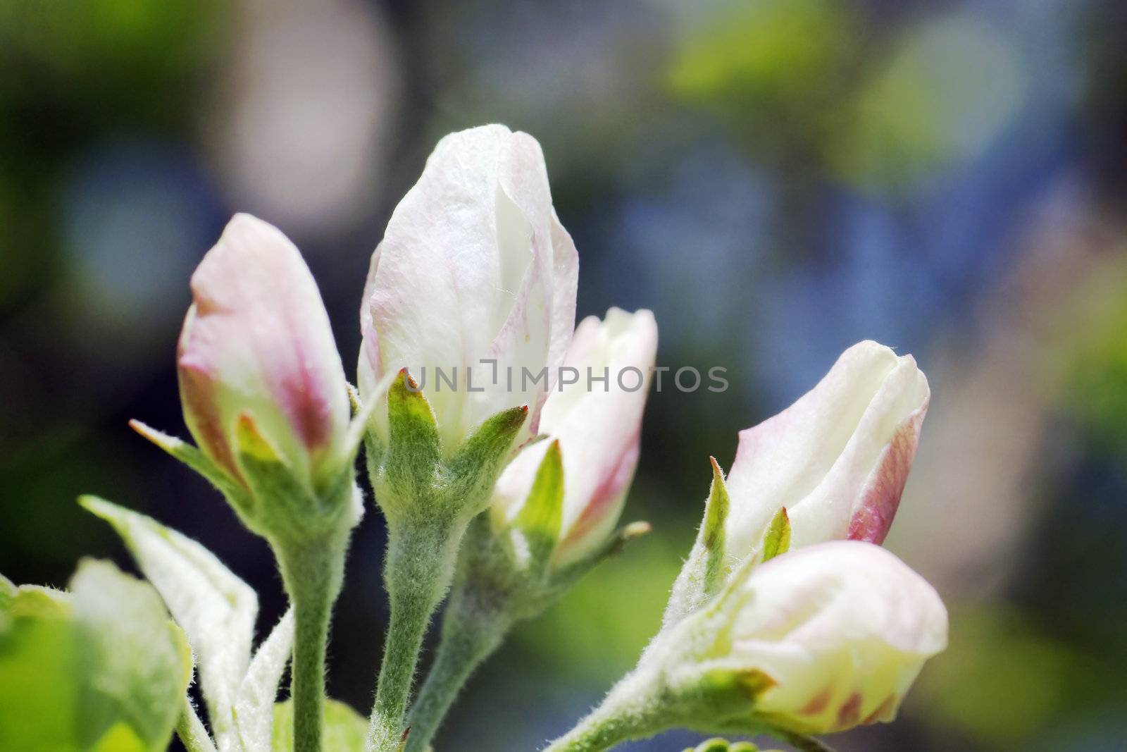 It's spring: apple tree white and pink flower buds just about to bloom in a beautiful daylight.