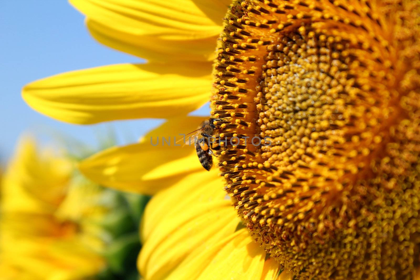 bee on sunflower summer scene by goce
