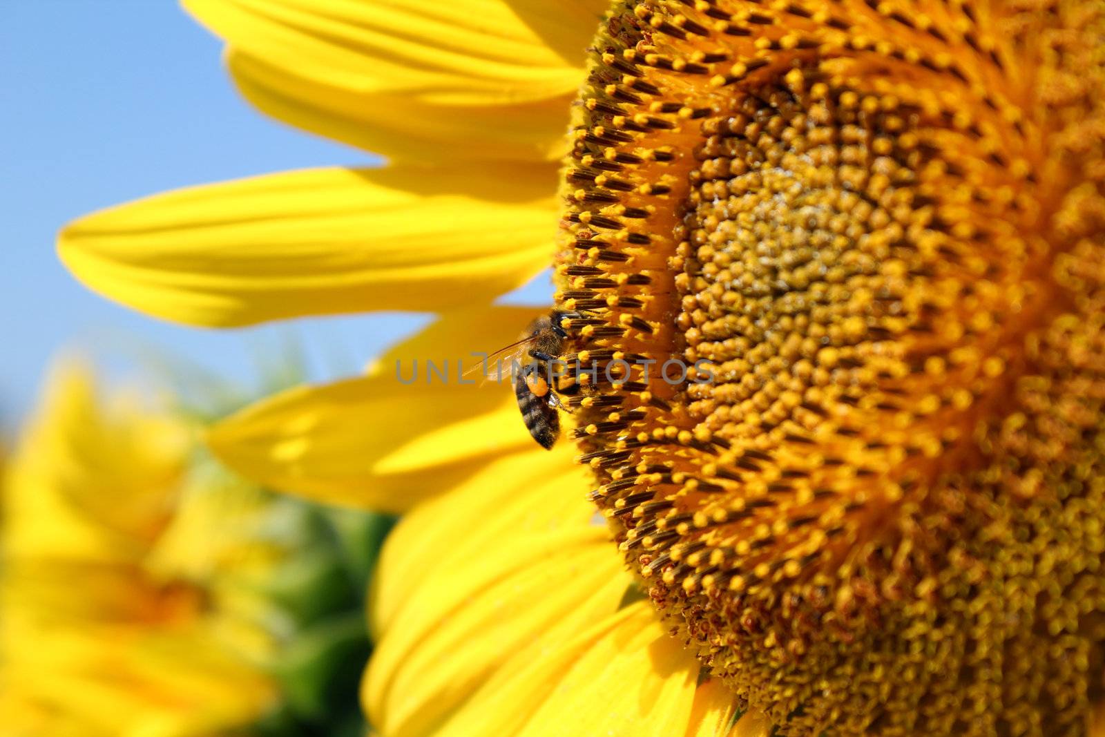 bee on sunflower summer scene