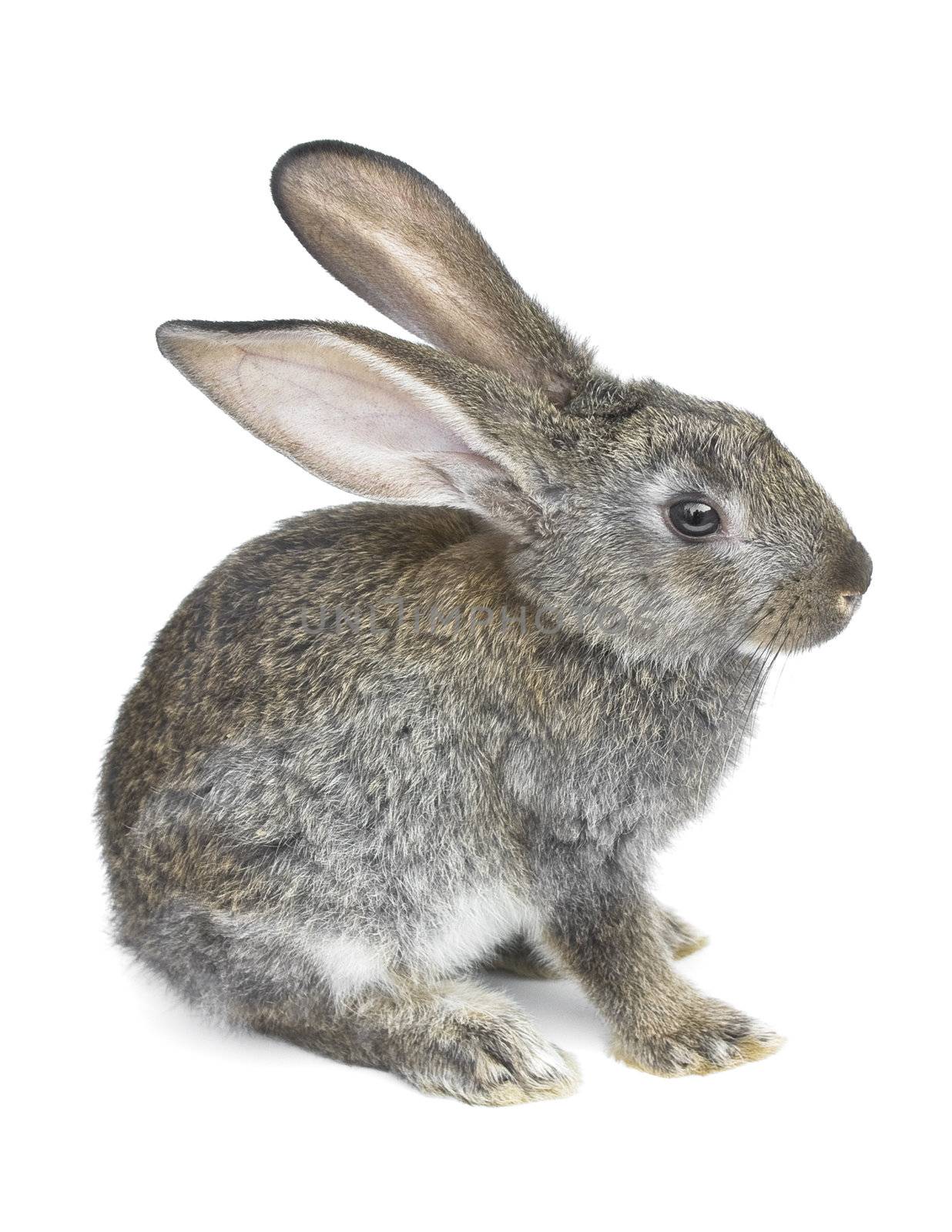 gray rabbit isolated on white background