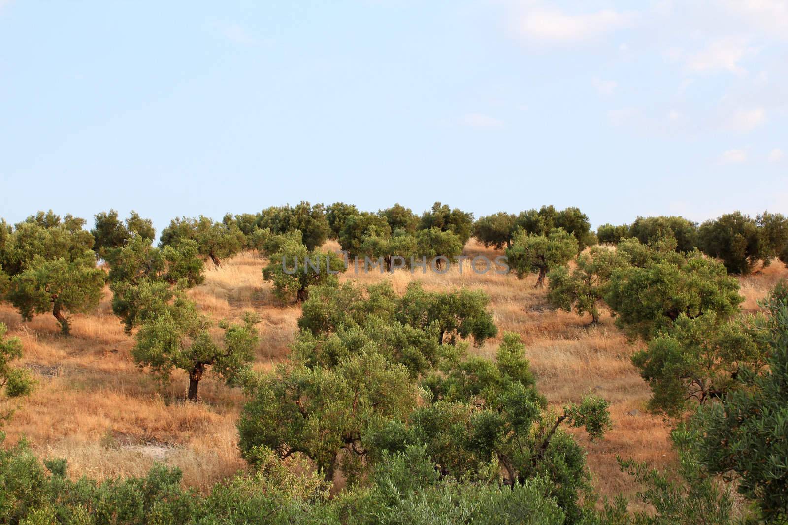 hill with olive trees by goce