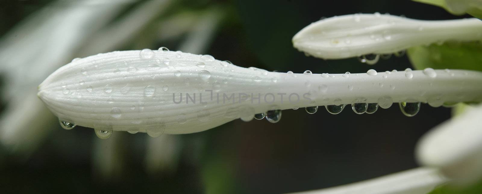Panorama from the lily flower sprinkled with water