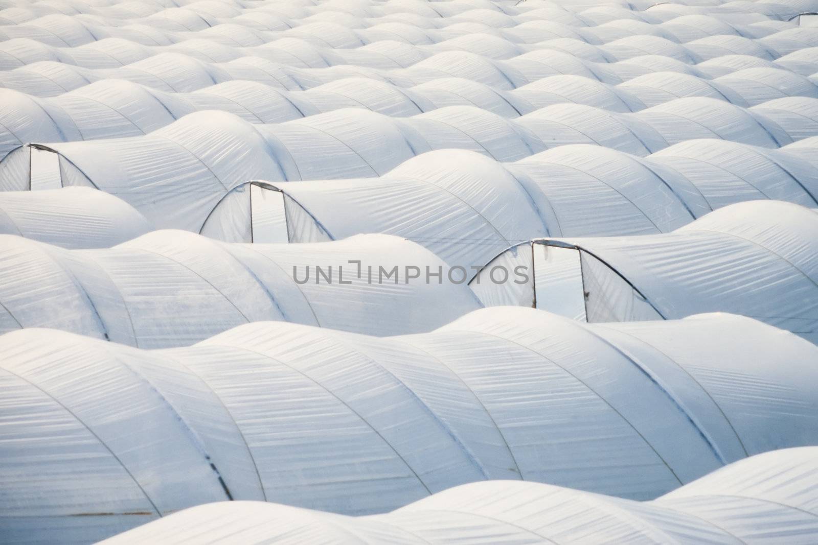 Pattern of endless sea of plastic horticulture greenhouse tunnels for intensive farming of vegetables.