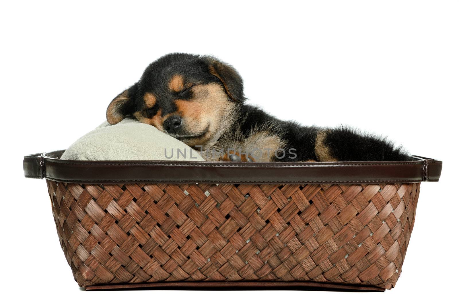 A puppy dog lying in a wicker basket is isolated against a white background.