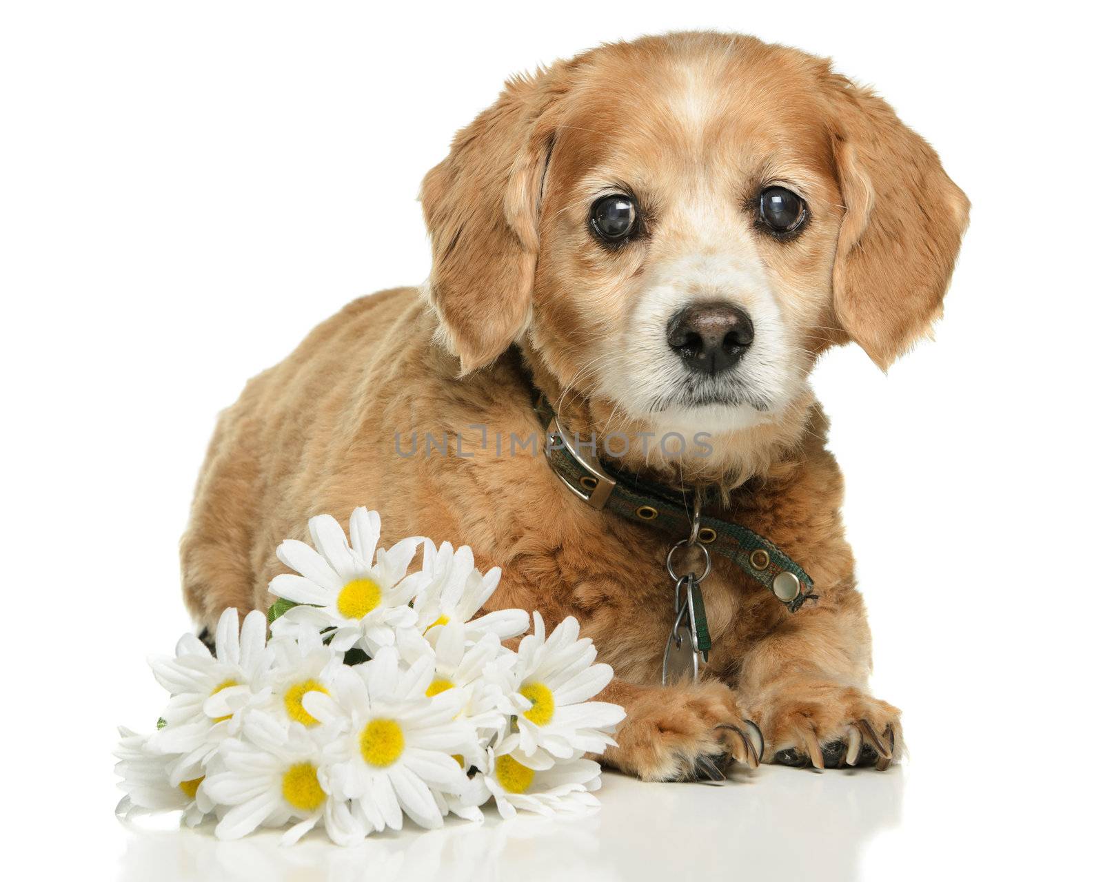 An old adult Cockapoo dog is lying down with some fake daisies, isolated on a white background.