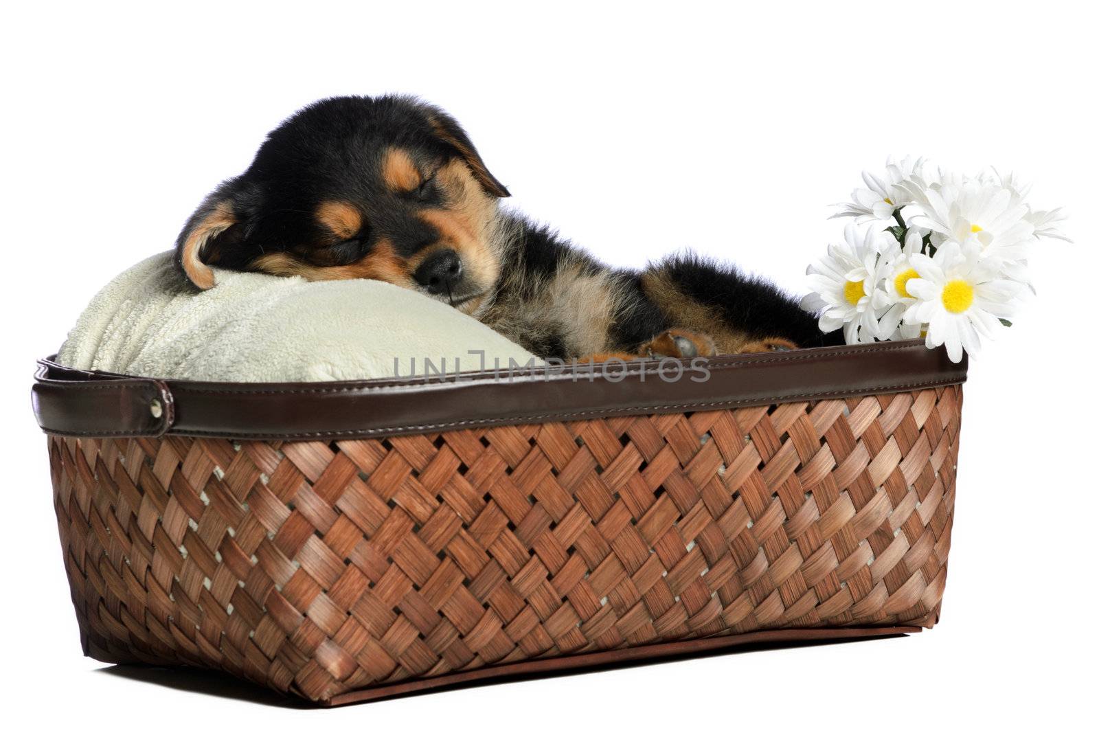 A sleeping puppy is having a nap in a basket, isolated against a white background.