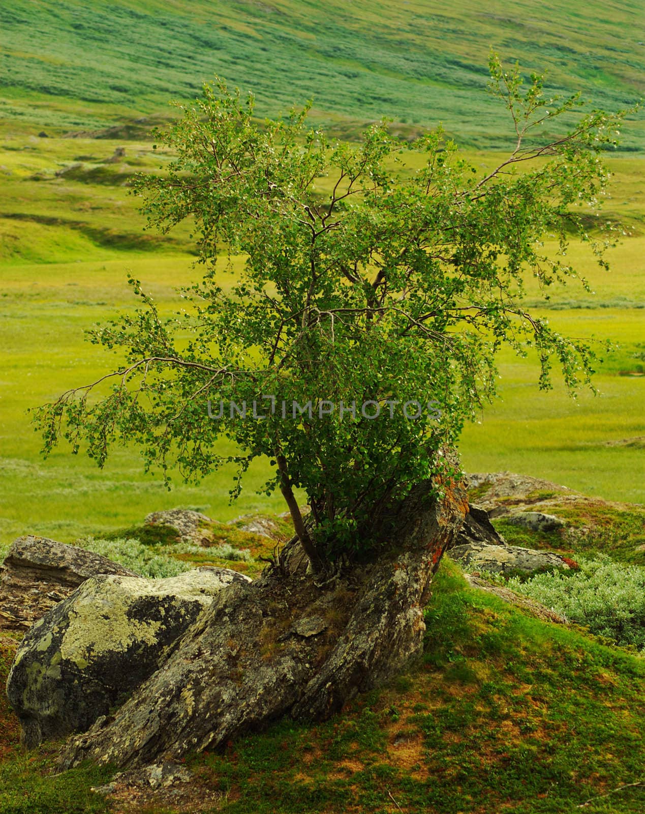 Tree Growing on Rock by ildi