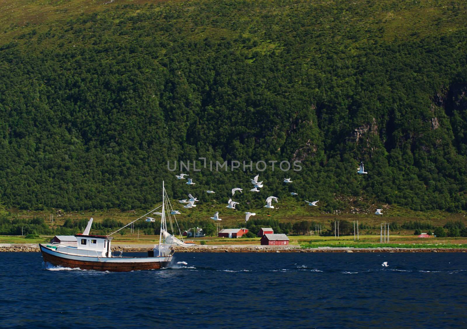 Seagulls chasing Fisherboat by ildi