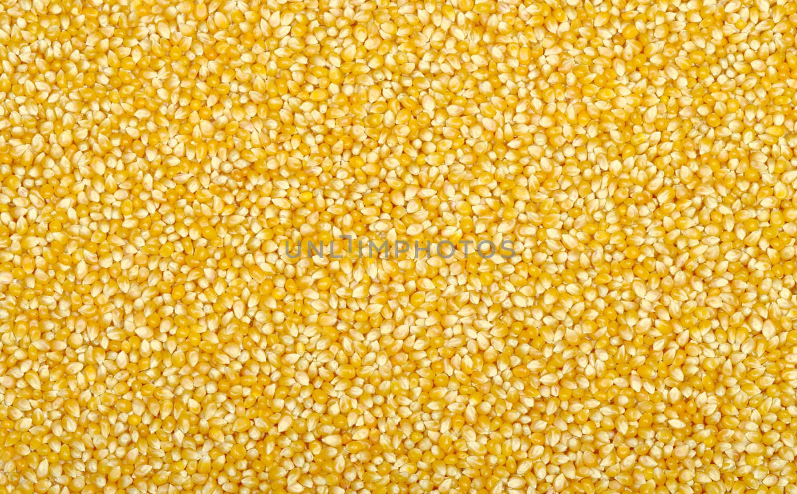 Yellow sweet corn background