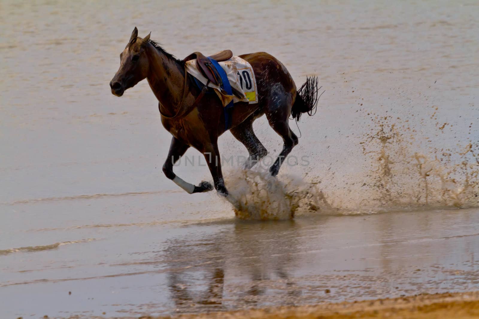SANLUCAR DE BARRAMEDA, CADIZ, SPAIN - AUGUST 11: Accidented horse  run on horses races of the beach of Sanlucar de Barrameda on August 11, 2011 in Sanlucar de Barrameda, Cadiz, Spain.