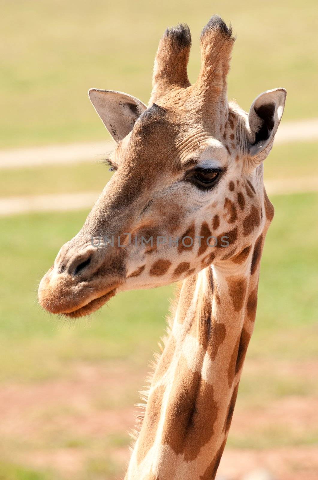 african giraffe in natural environment up close