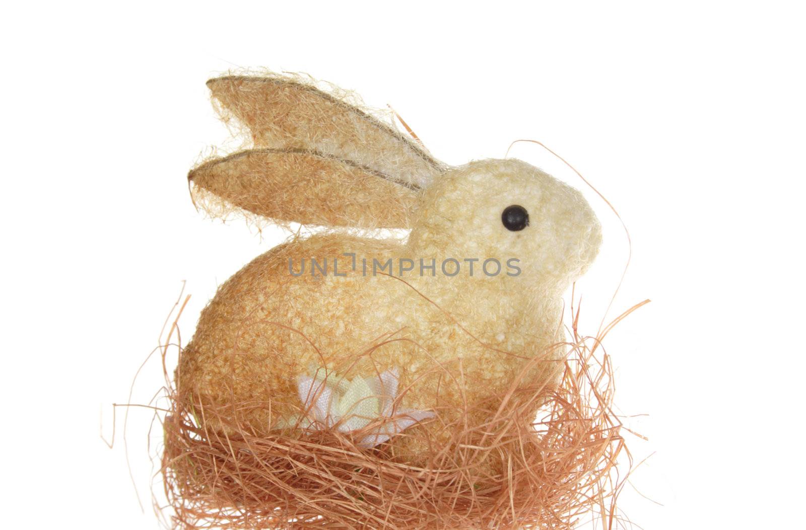 Easter hare, photo on the white background