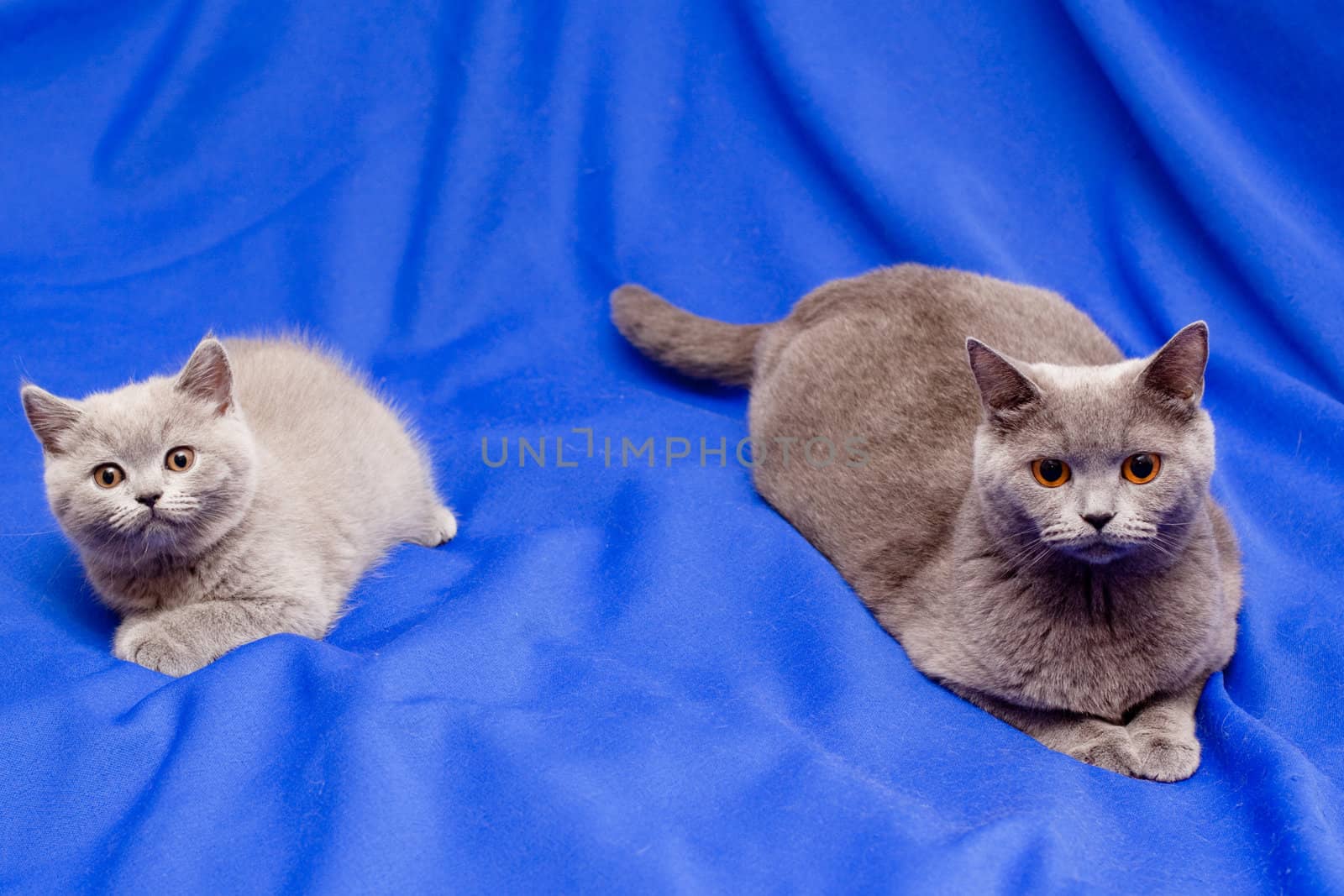 A British kitten and its mother on blue background
