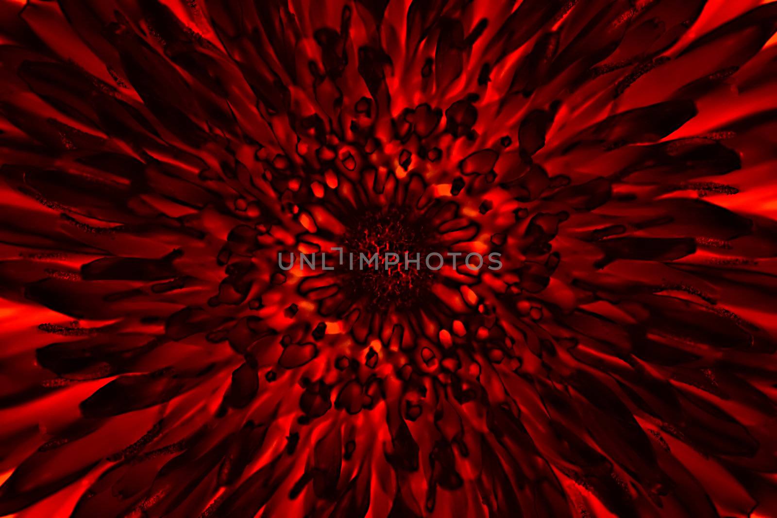 Detail of the abstract bloom - abstract flower