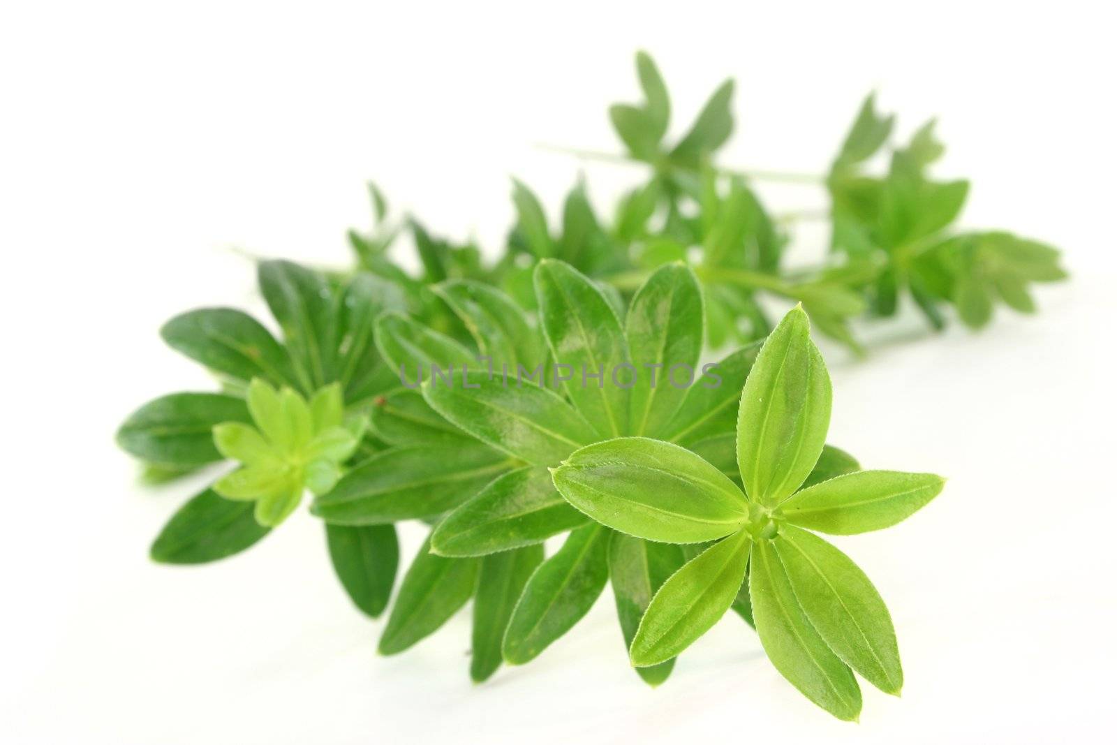 some stems woodruff against white background
