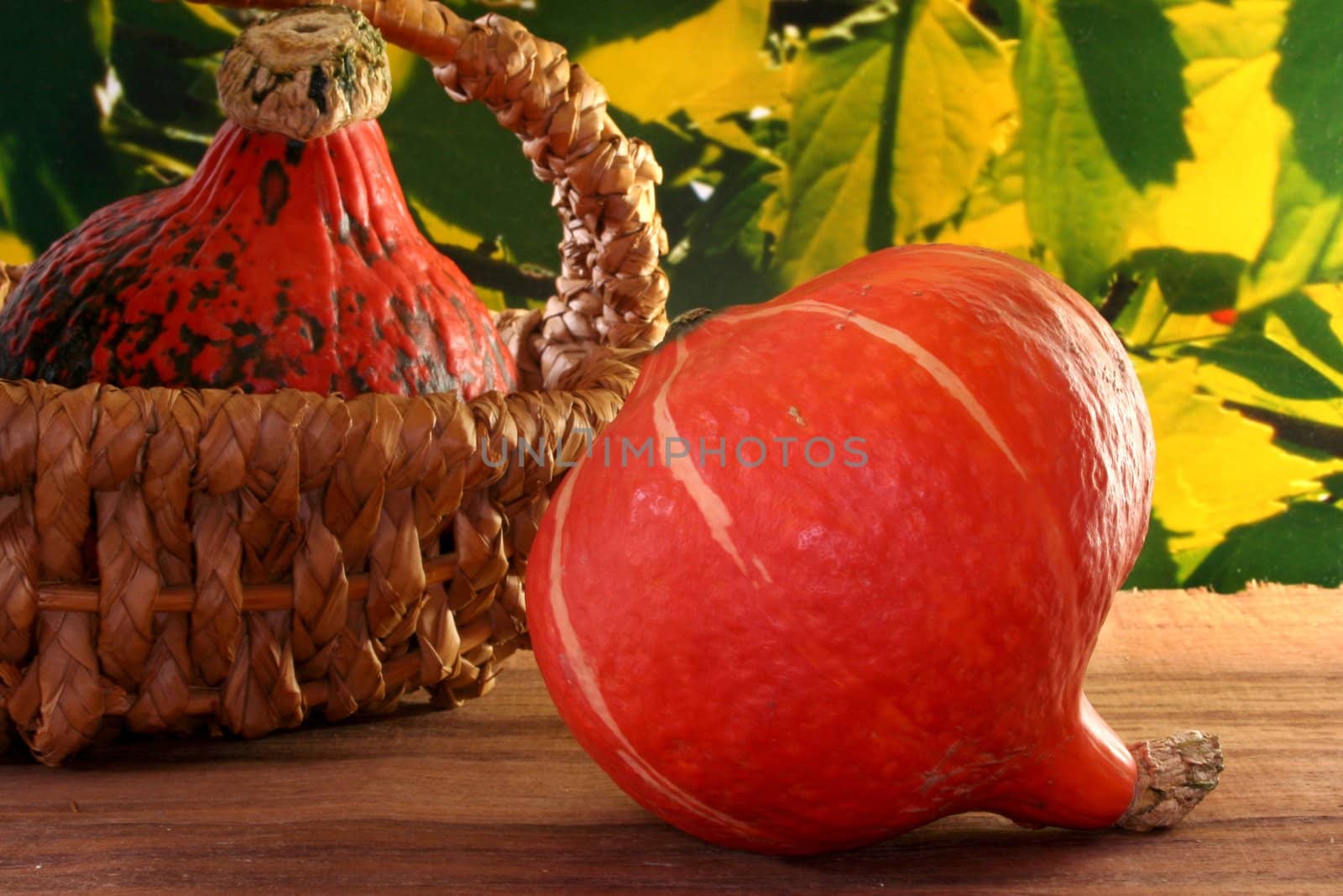 two orange pumpkins against a colorful leaves