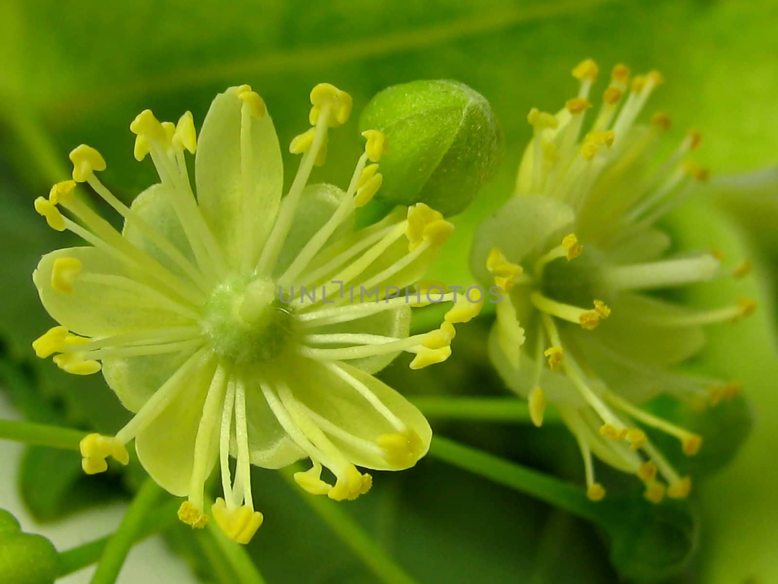 Macro shot of fresh lime flowers