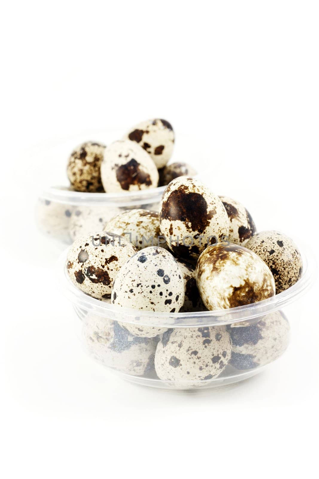 Quail eggs by magraphics