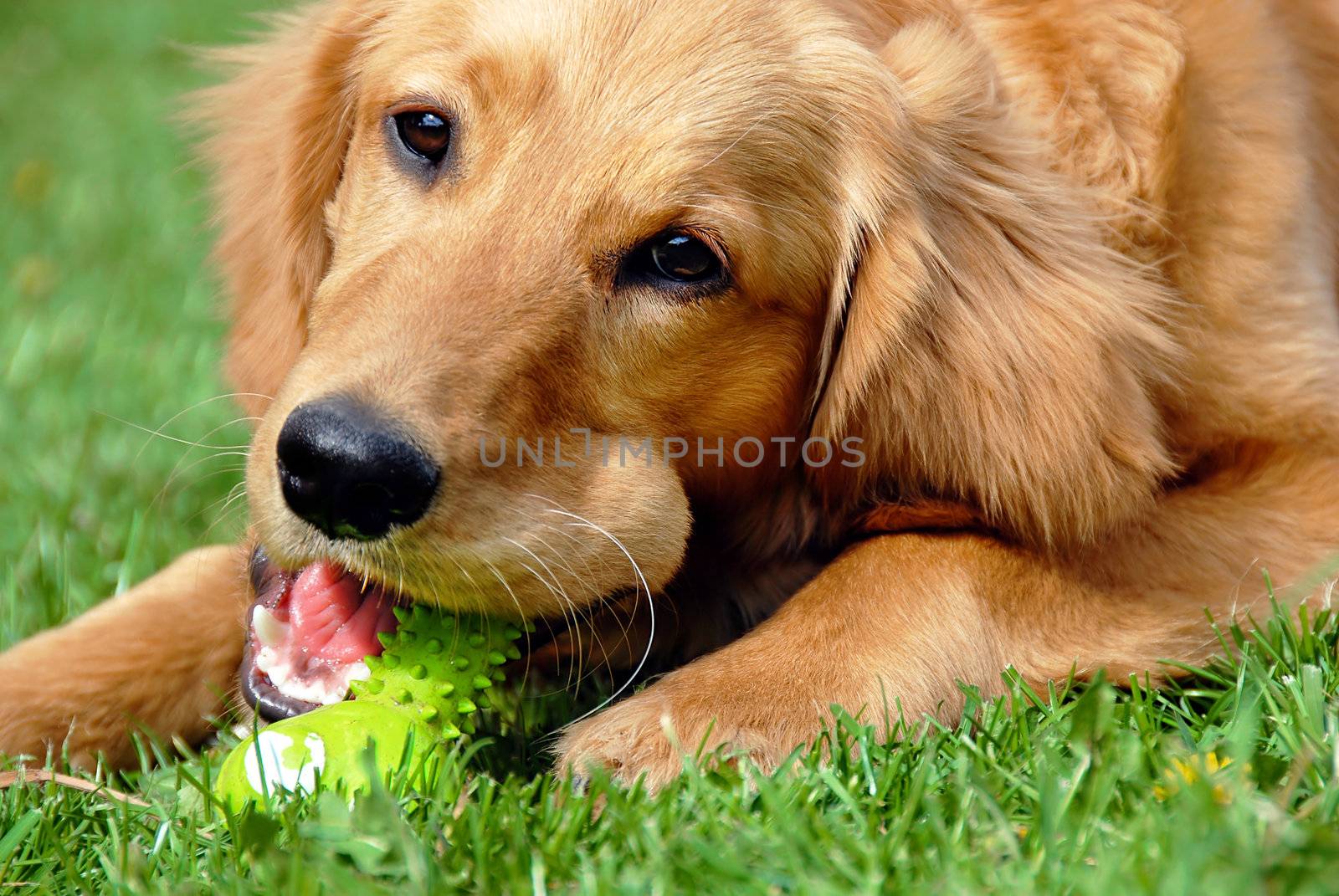 golden retriever young dog portrait with toy bone