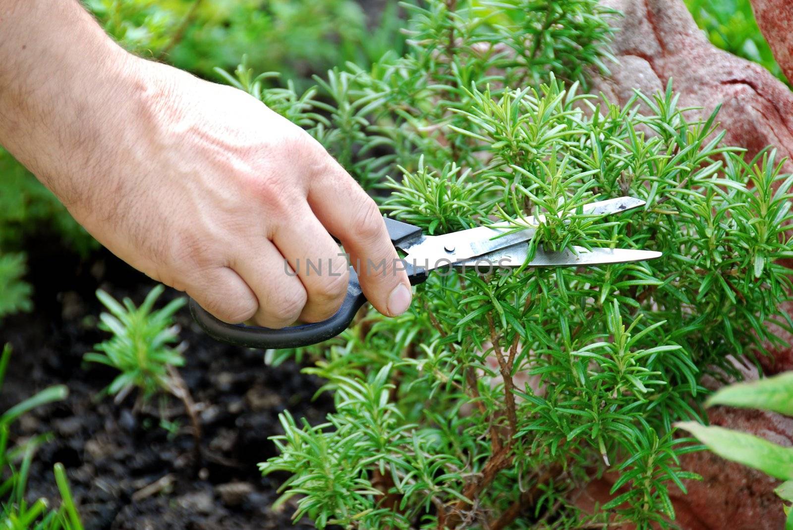 hand cutting a green fresh rosemary branch in seasoning garden