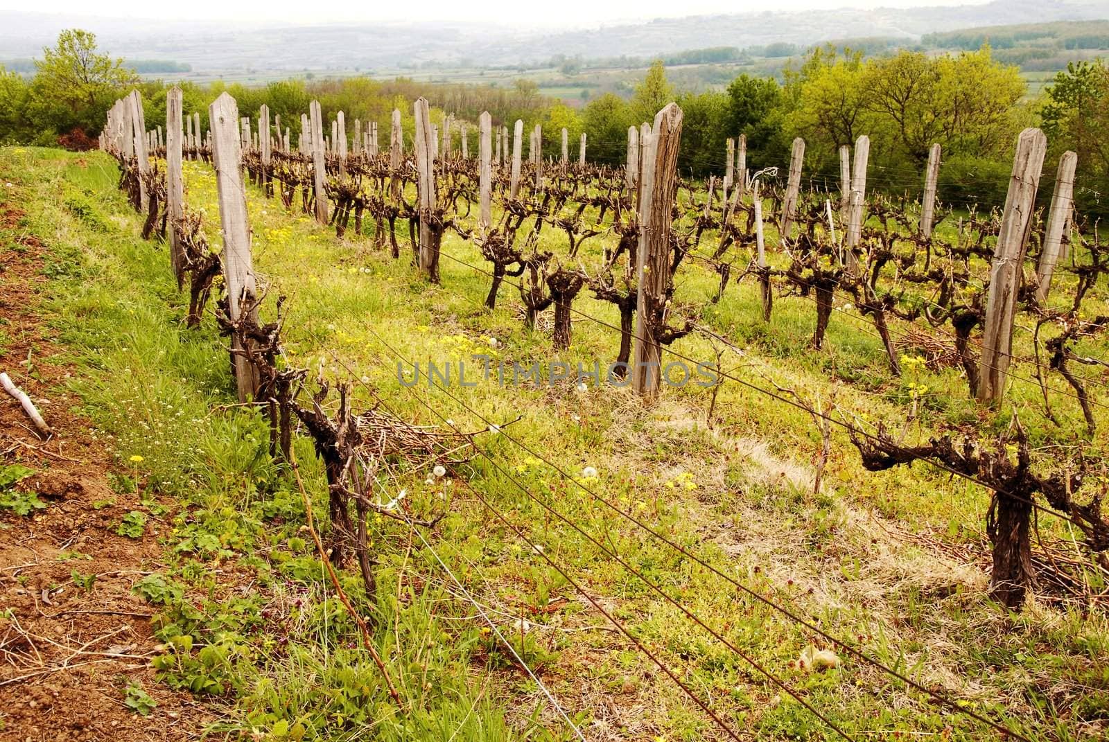 old vineyard in rural Serbia at spring