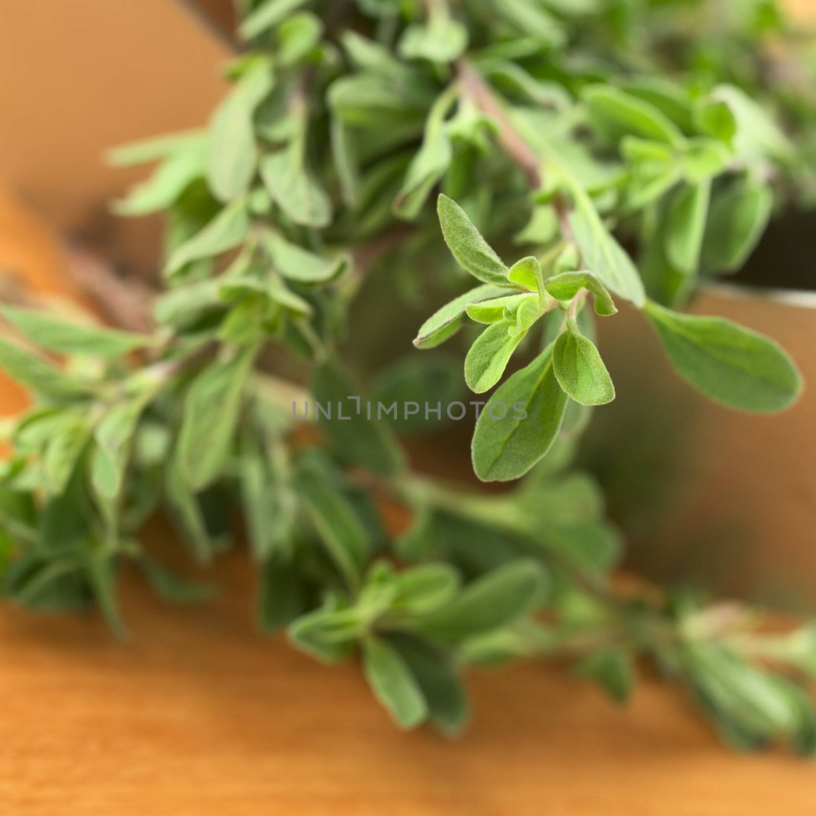 Fresh marjoram twigs with mezzaluna blade on cutting board (Selective Focus, Focus on some of the leaves in the right upper corner)