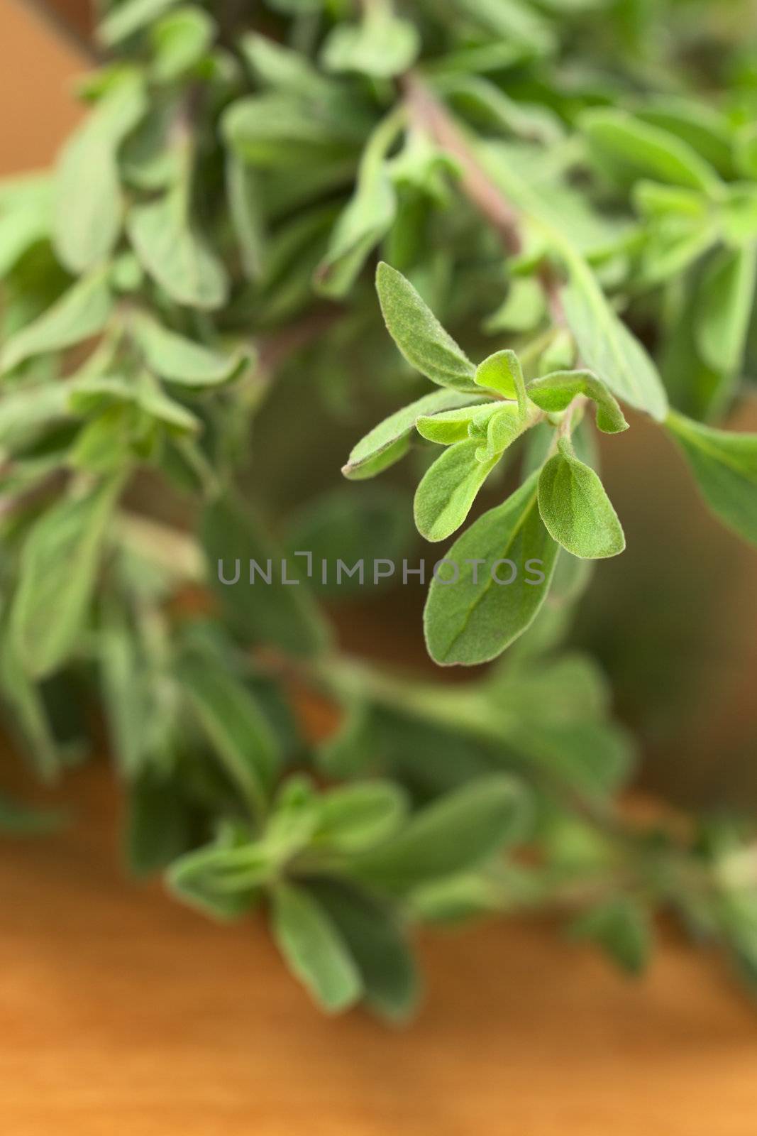 Fresh marjoram twigs with mezzaluna blade on cutting board (Selective Focus, Focus on the leaves in the right upper corner)