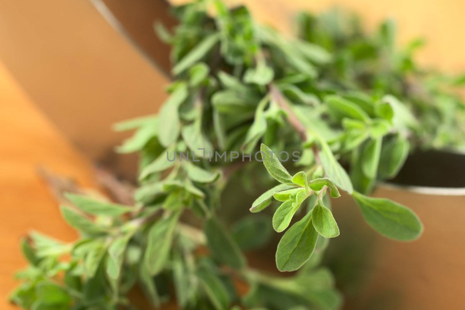 Fresh marjoram twigs with mezzaluna blade on cutting board (Selective Focus, Focus on some of the leaves in the right lower corner)