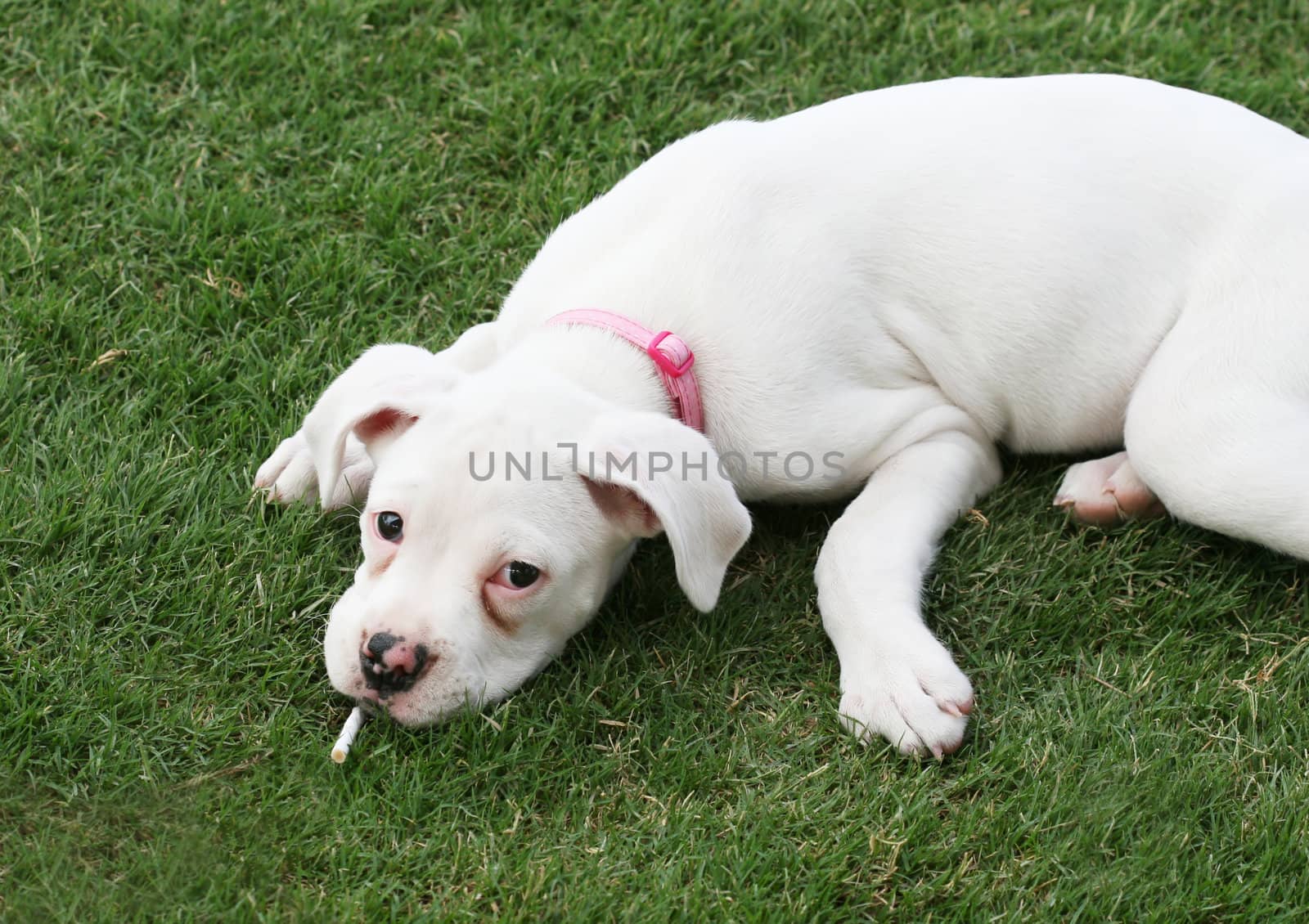A puppy dog lying on the grass smoking a cigarette